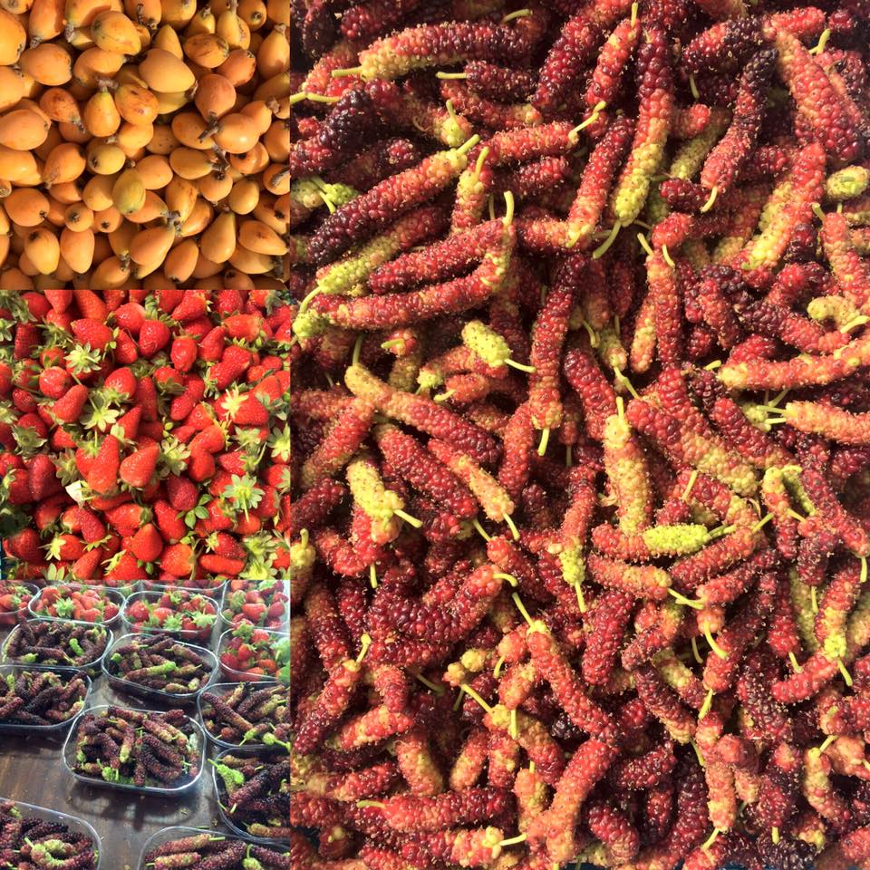 ירקות אורגניים אדומים וכתומים במלוא הטנא