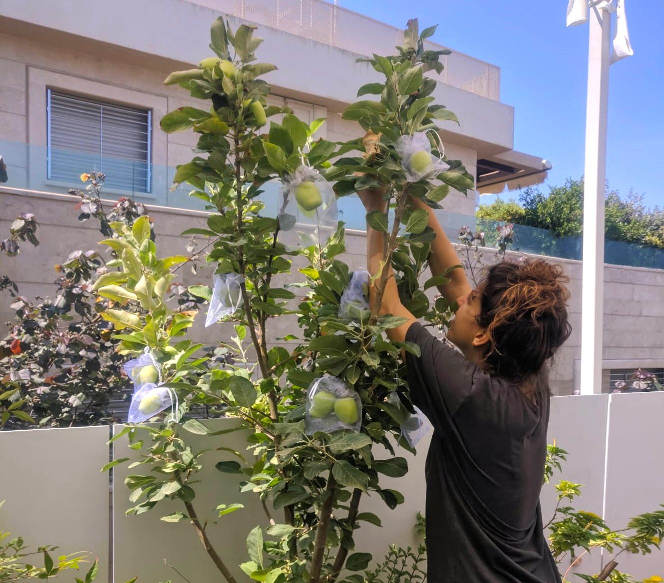 גינת מאכל בוסתניקה גינת מאכל עירונית בוסתניקה