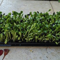 נבטים עם מצע אדמה