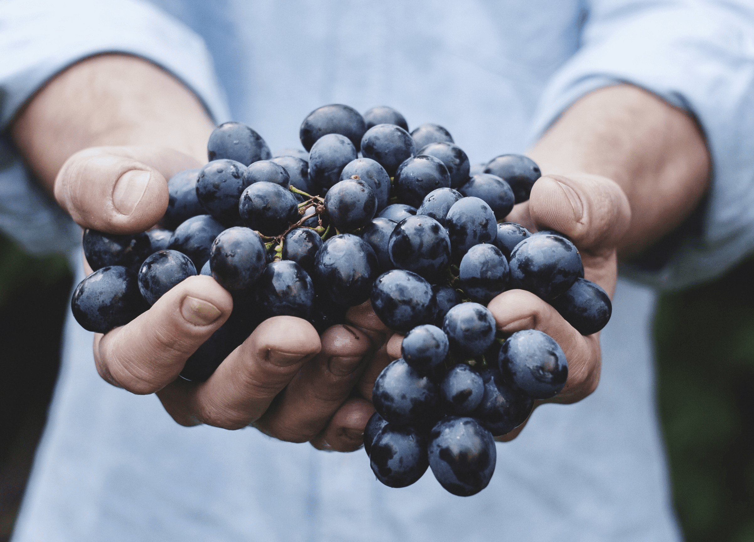 organicarticle
