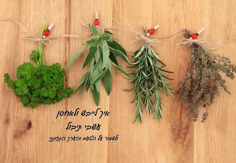 ייבוש עשבי תיבול
