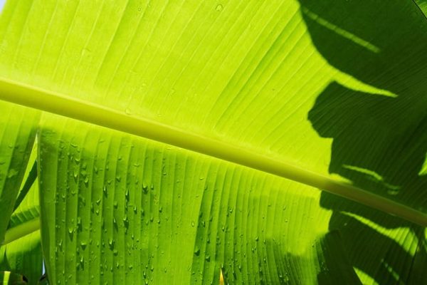 banana leaf