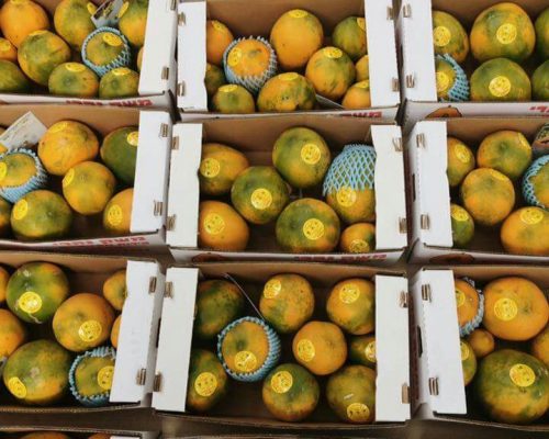 full papaya full papaya
