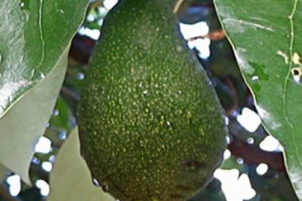 avocado etinger